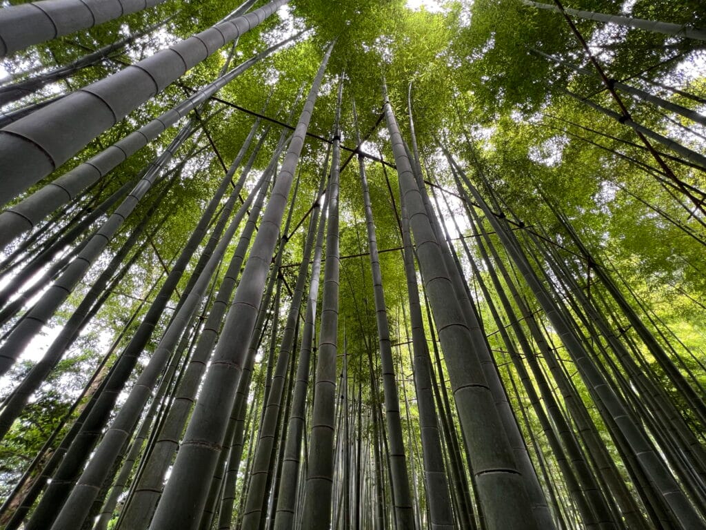 Kyoto met kinderen – Kitsune Travel Bamboo bos