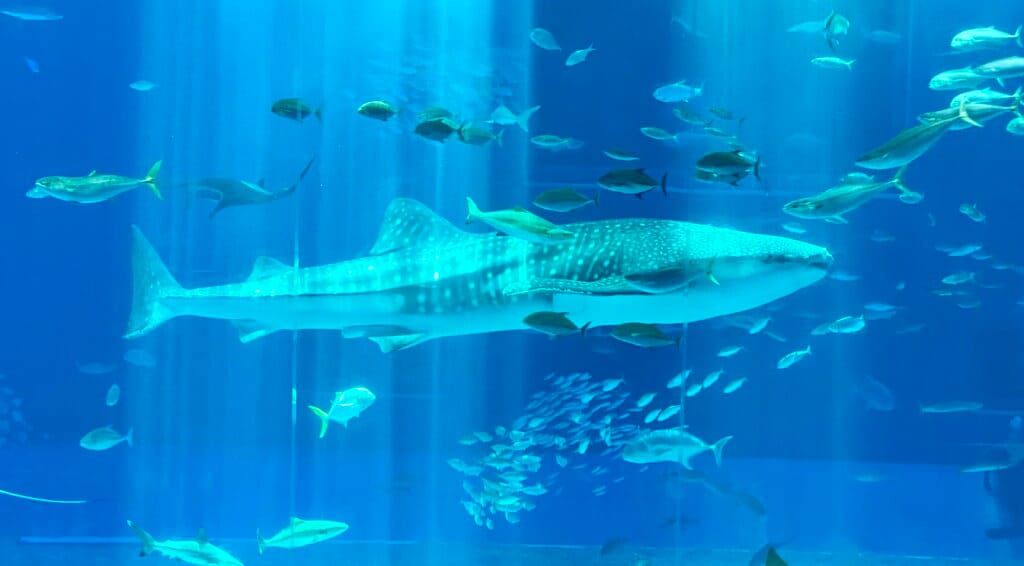 Okinawa met kinderen – Kitsune Travel Okinawa - Churaumi Aquarium