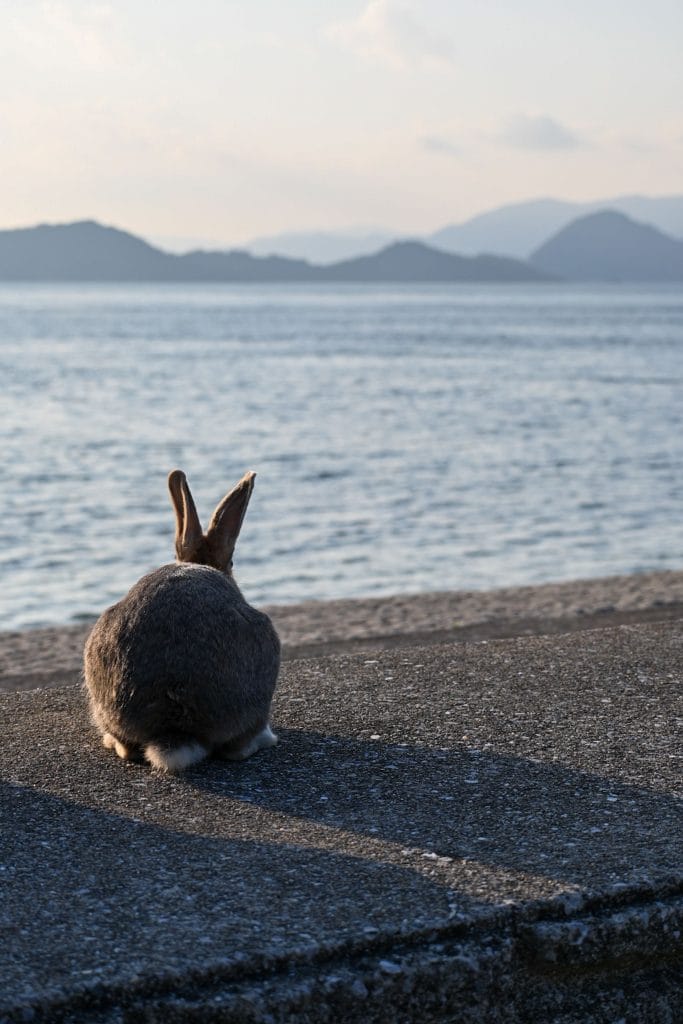 Okunoshima: Konijneneiland met kinderen – Kitsune Travel Okunoshima - Konijn kijkt uit over de Seto Binnenzee