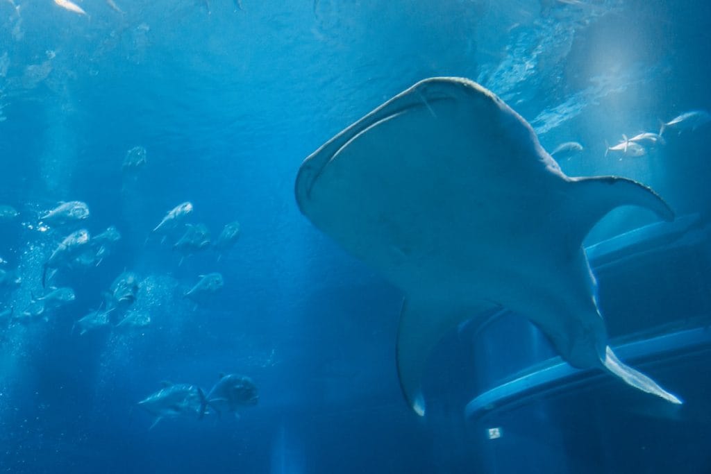 Een walvishaai in Osaka Aquarium Kaiyukan