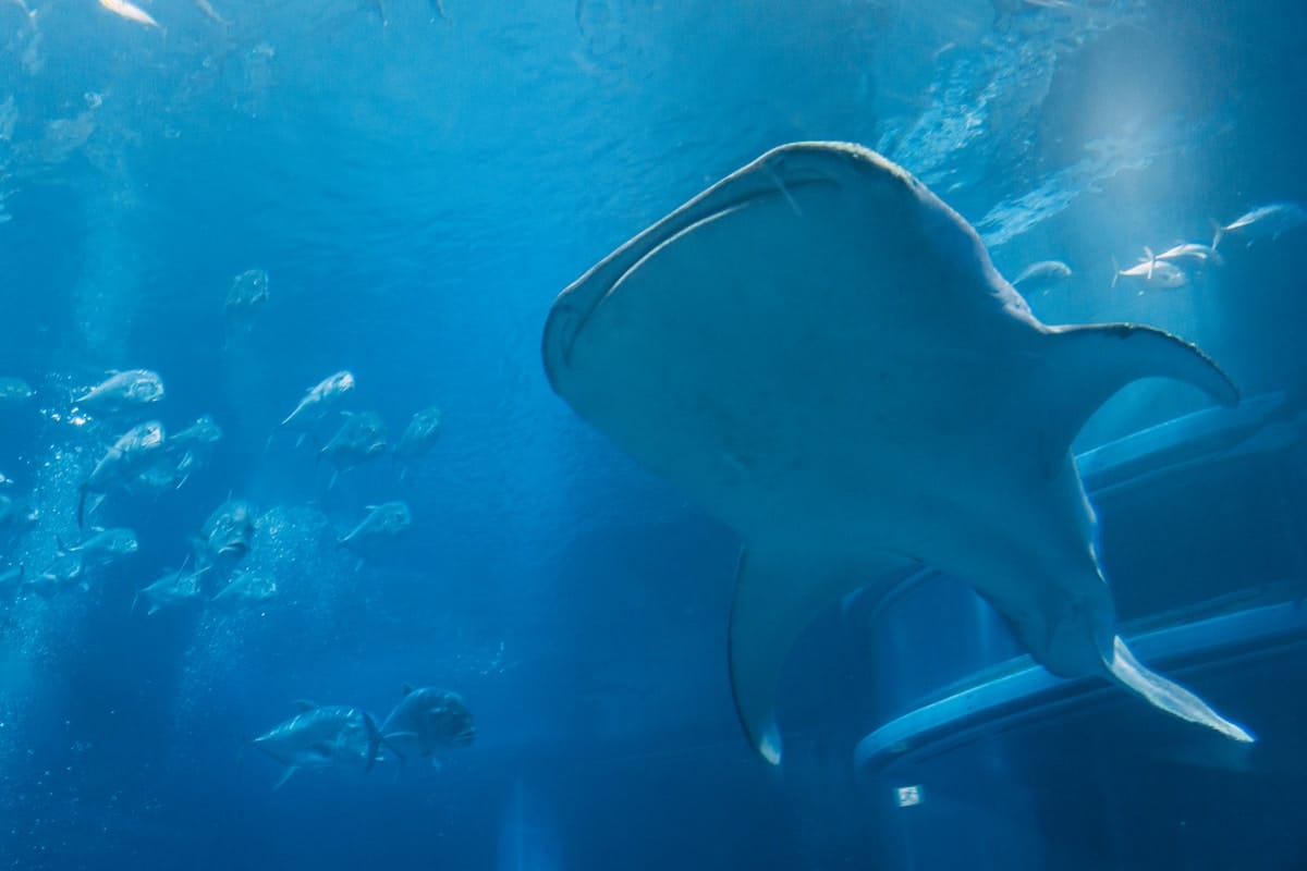 Osaka met kinderen – Kitsune Travel Osaka Aquarium Kaiyukan walvishaai onderwaterleven