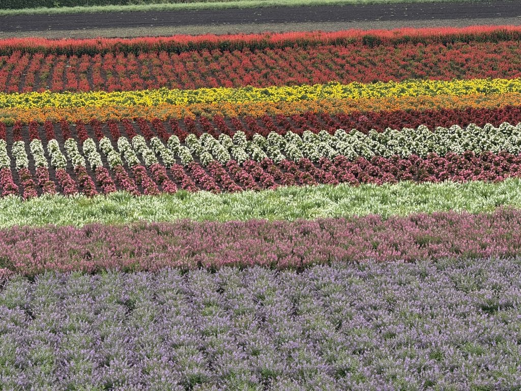 Farm Tomita fields