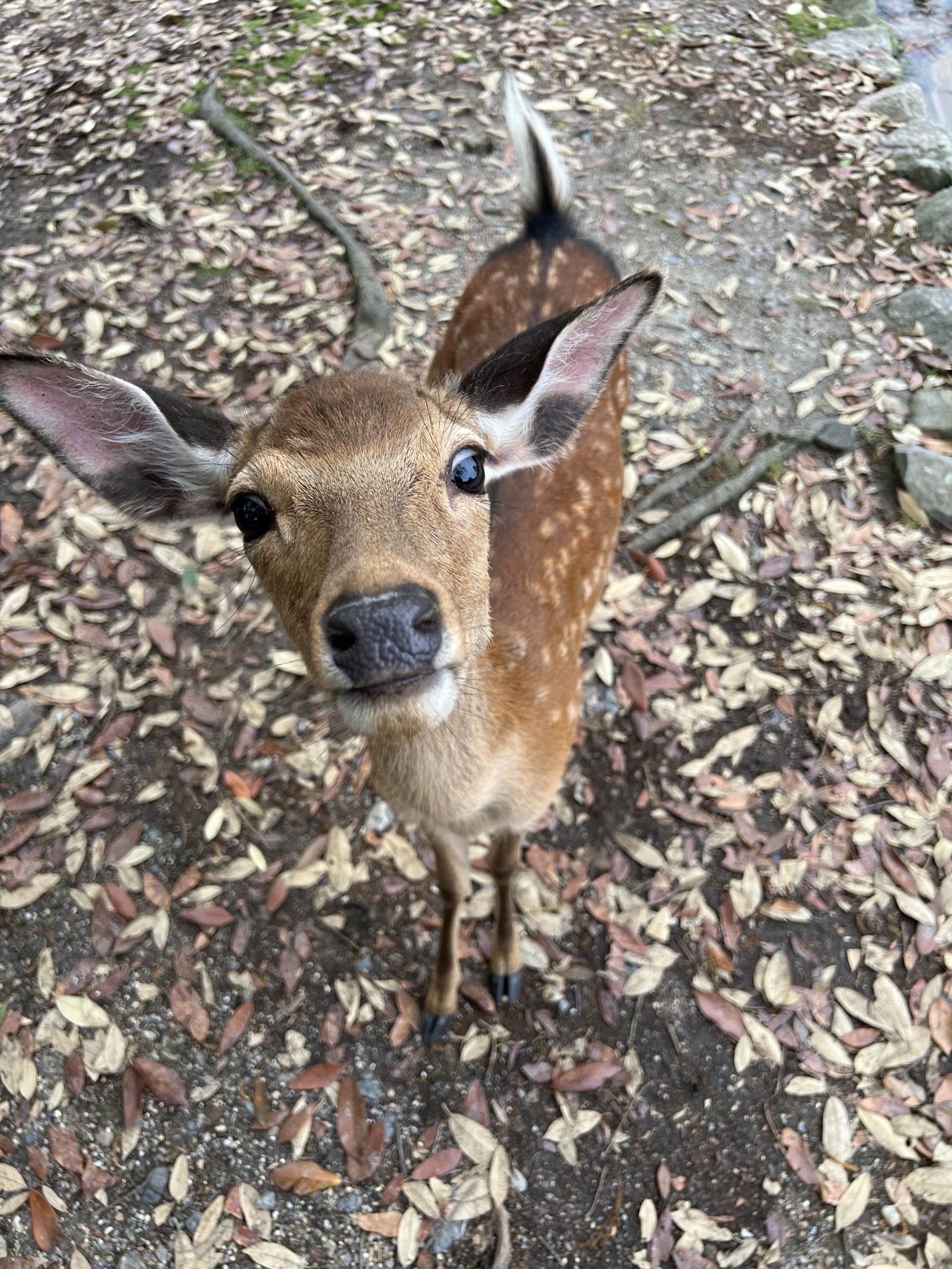 Nara park2 scaled