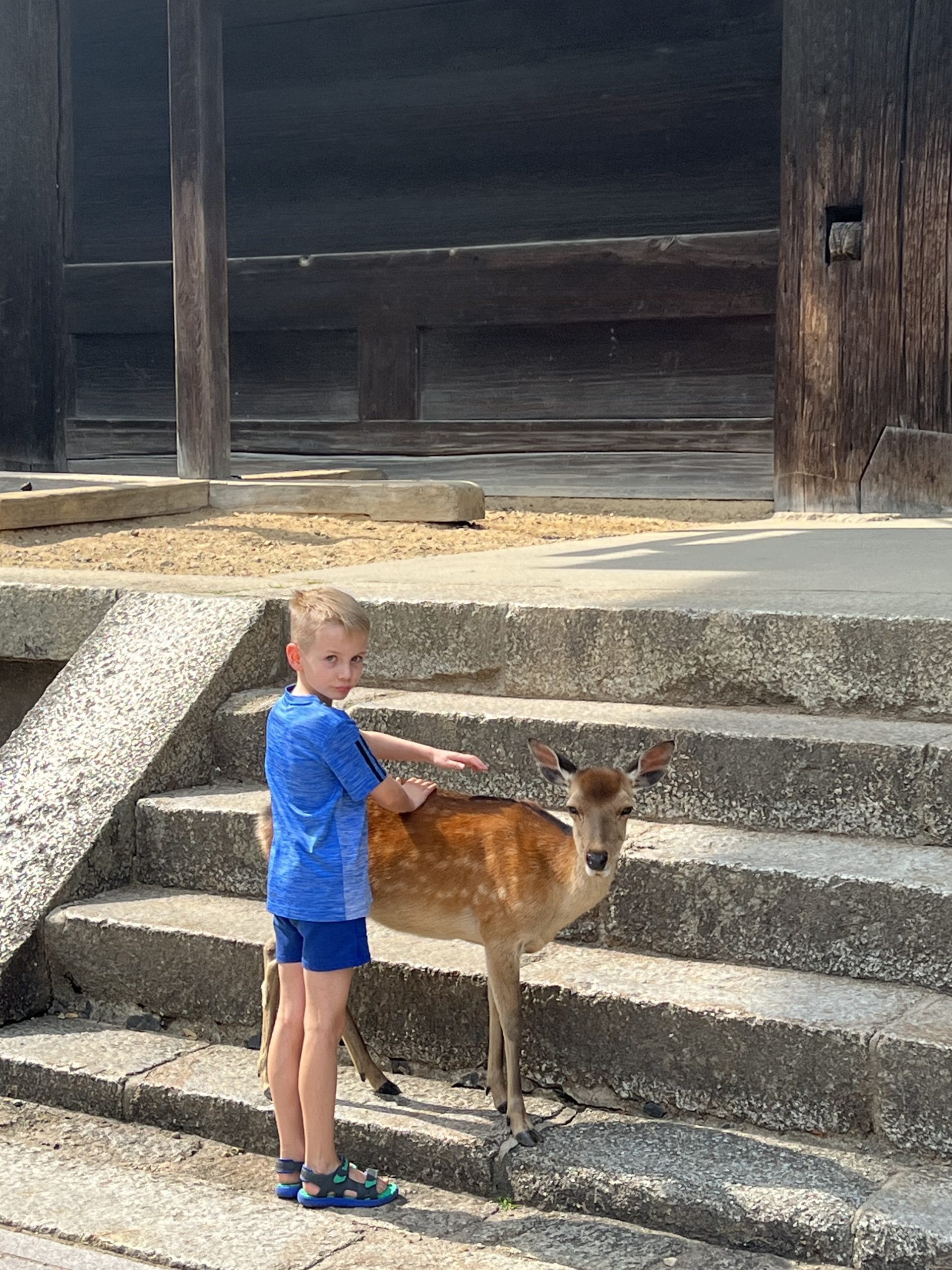 Nara park6 scaled