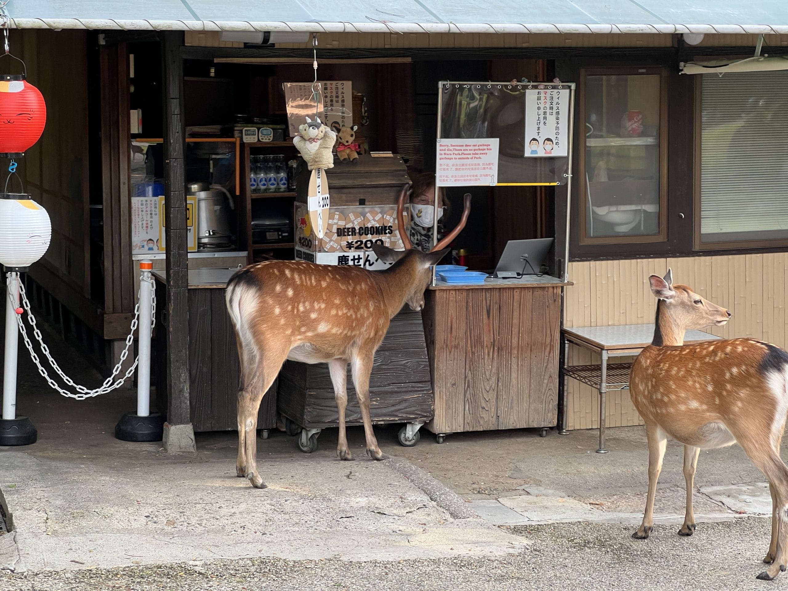 Nara park8 scaled