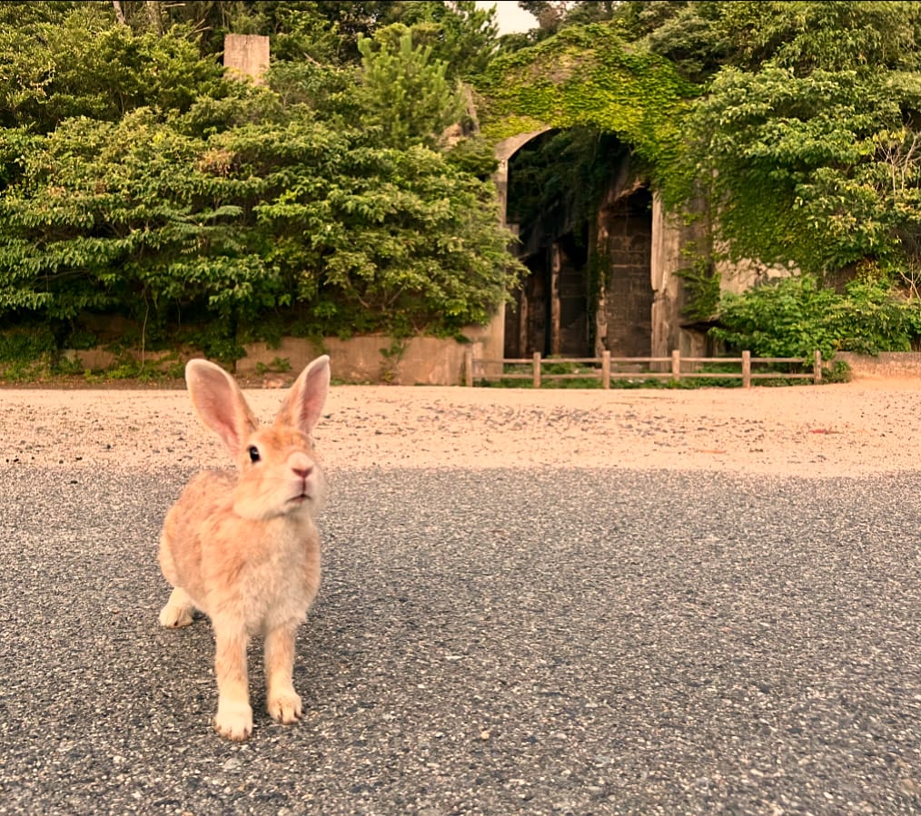 Okunoshima: Konijneneiland met kinderen – Kitsune Travel Okunoshima1
