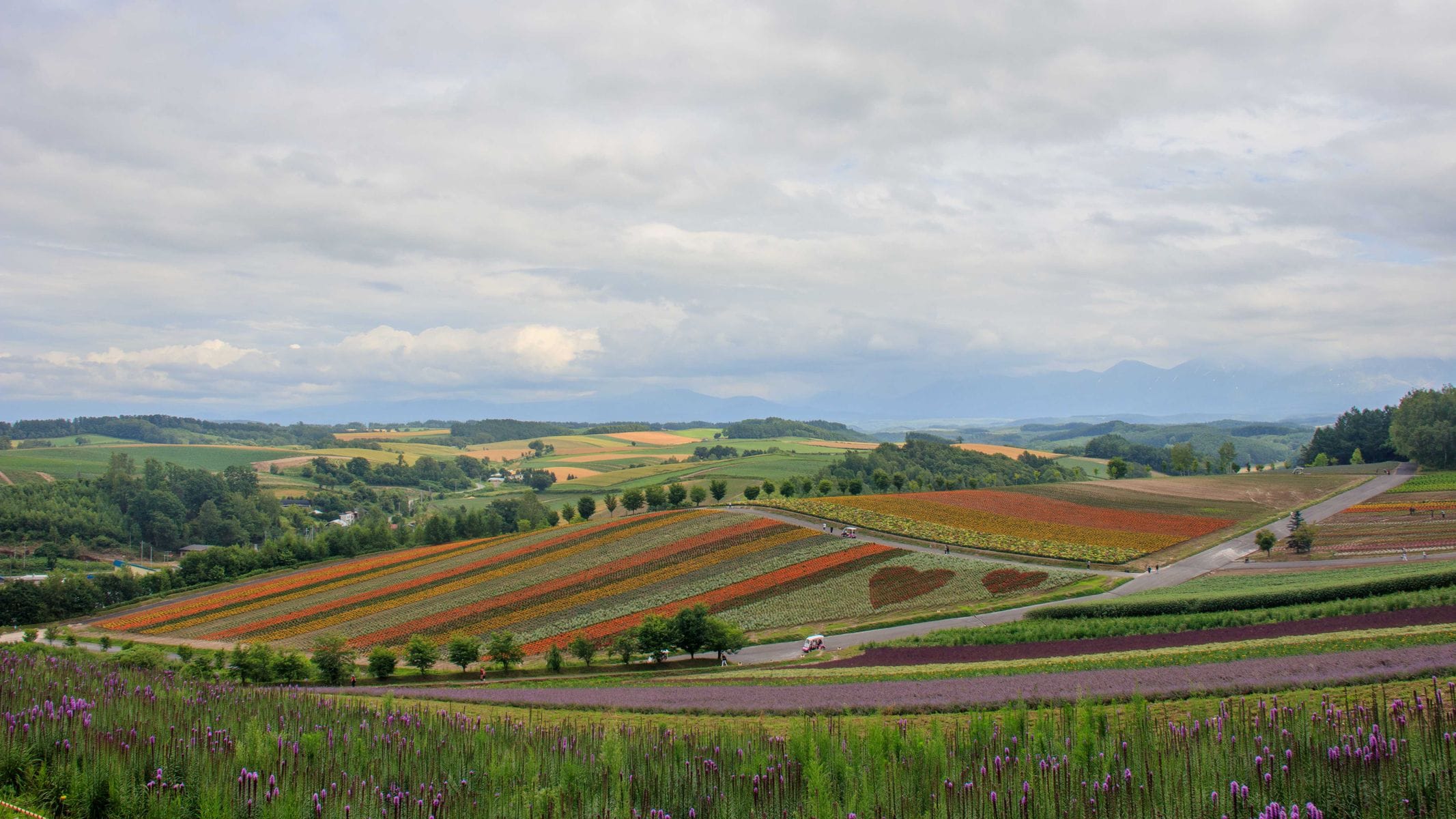 Hokkaido met kinderen – Kitsune Travel Glooiende bloemenvelden in Hokkaido