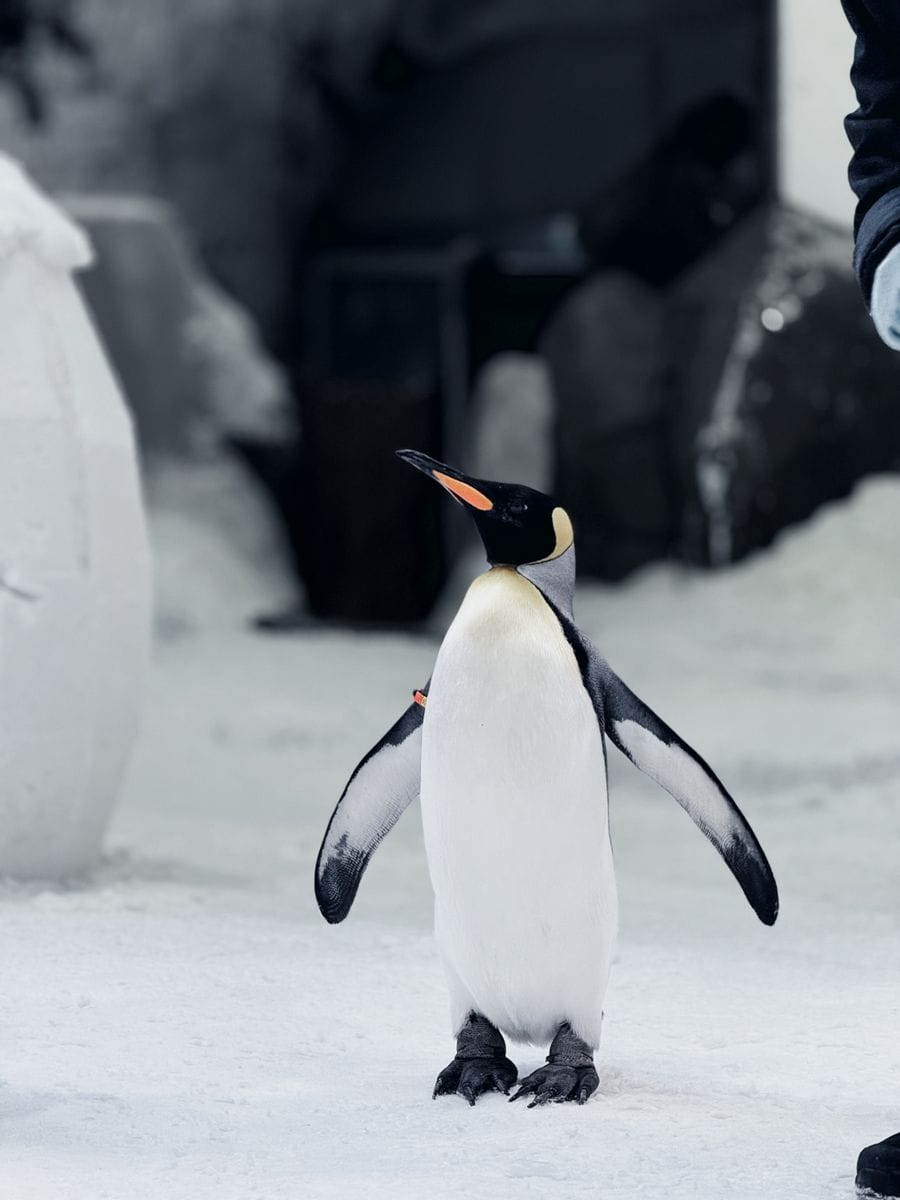 Hokkaido met kinderen – Kitsune Travel Pinguïn tijdens een winterwandeling in de sneeuw