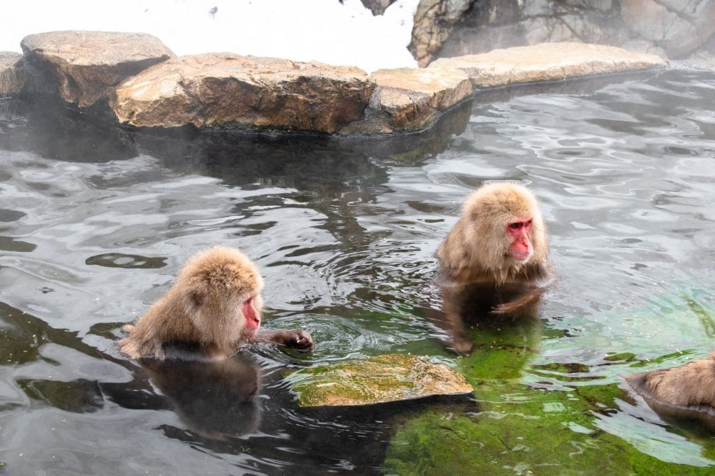 Japan met kinderen: 10 ervaringen die je niet mag missen op je rondreis – Kitsune Travel Twee Japanse makaken ontspannen in een warmwaterbron in Yamanouchi, Nagano, Japan.