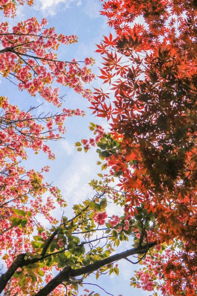 Kleurrijke herfstbladeren in een park met uitzicht op een blauwe hemel, die de schoonheid van het seizoen laten zien.