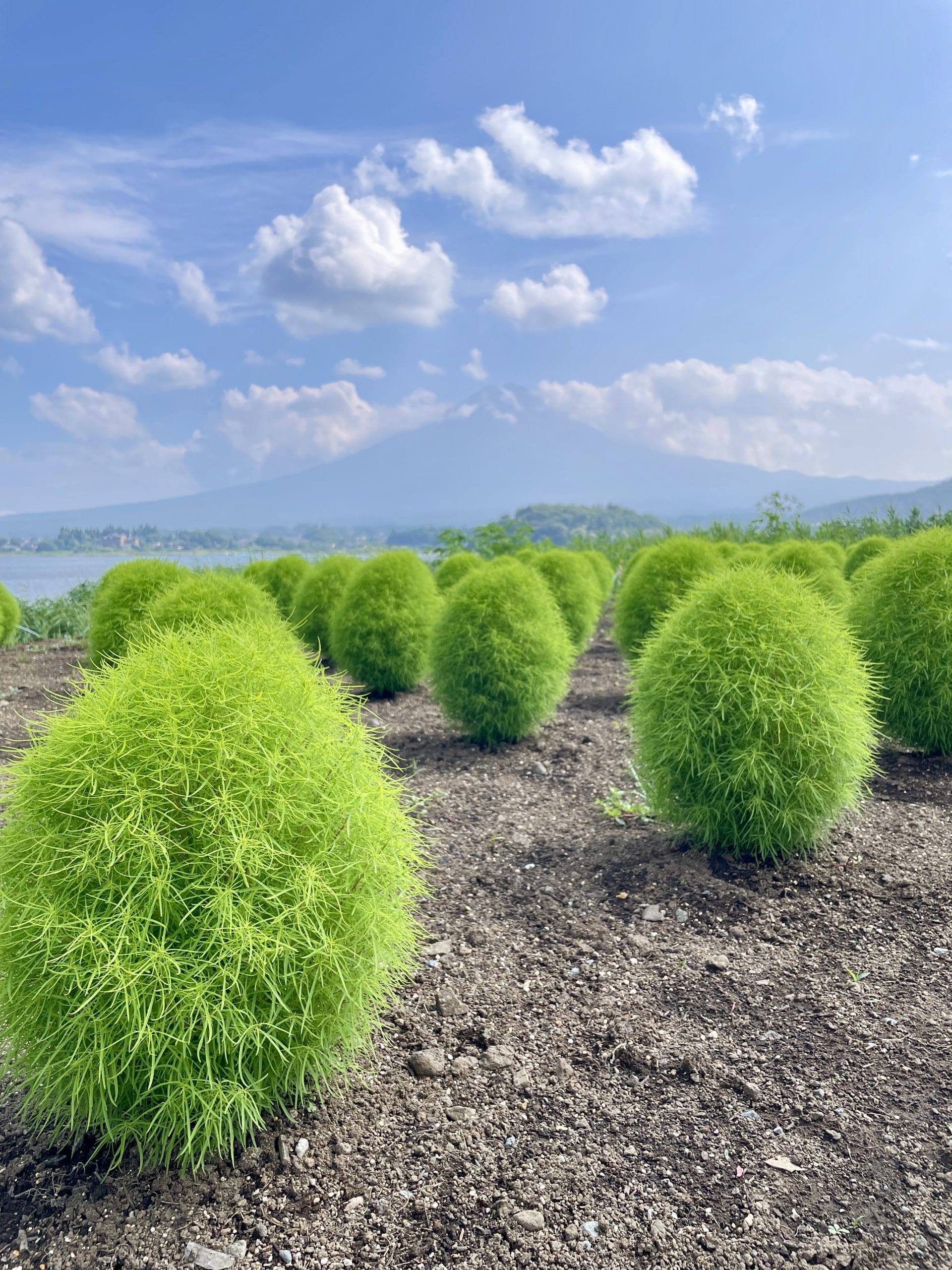 Fuji Five Lakes Oishi Park scaled
