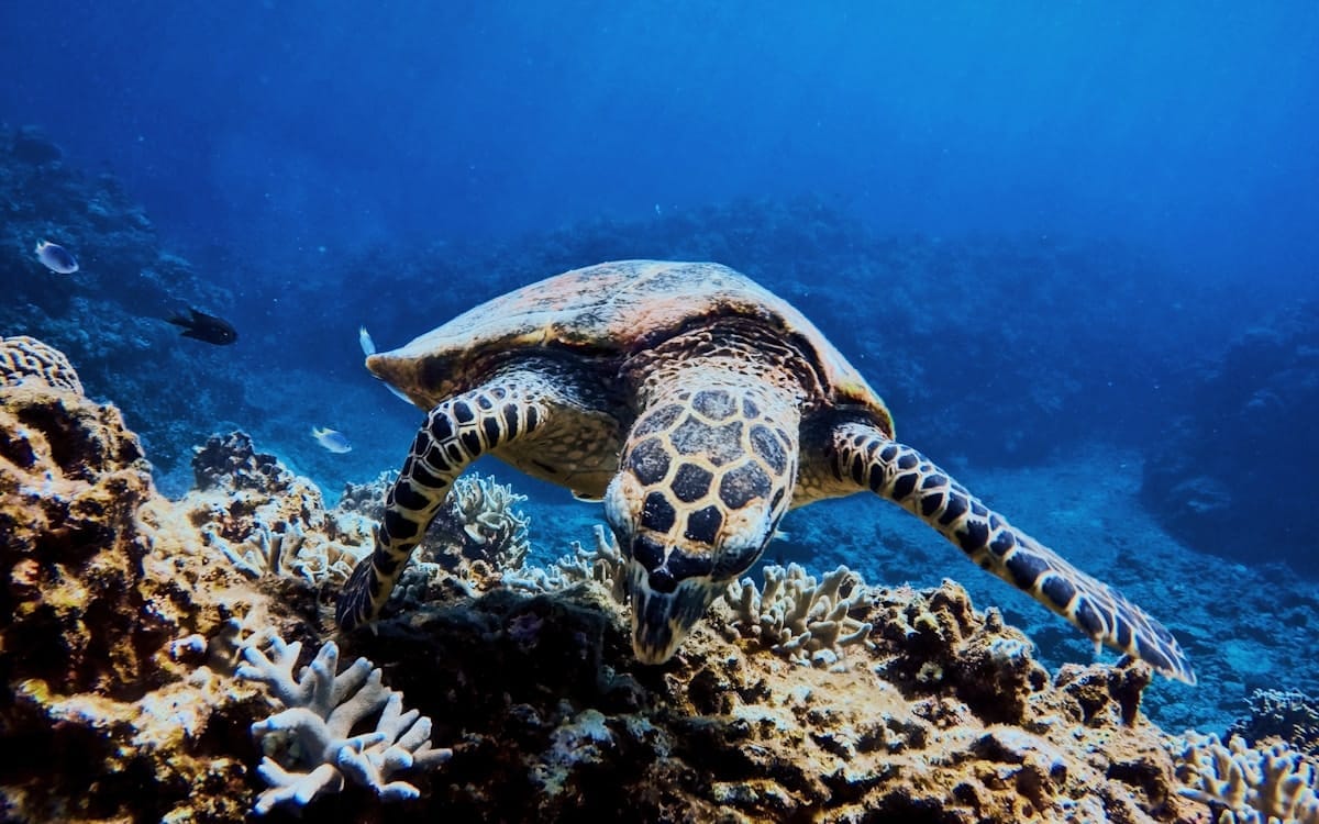 Okinawa met kinderen – Kitsune Travel Okinawa Blauwe Grot snorkelen