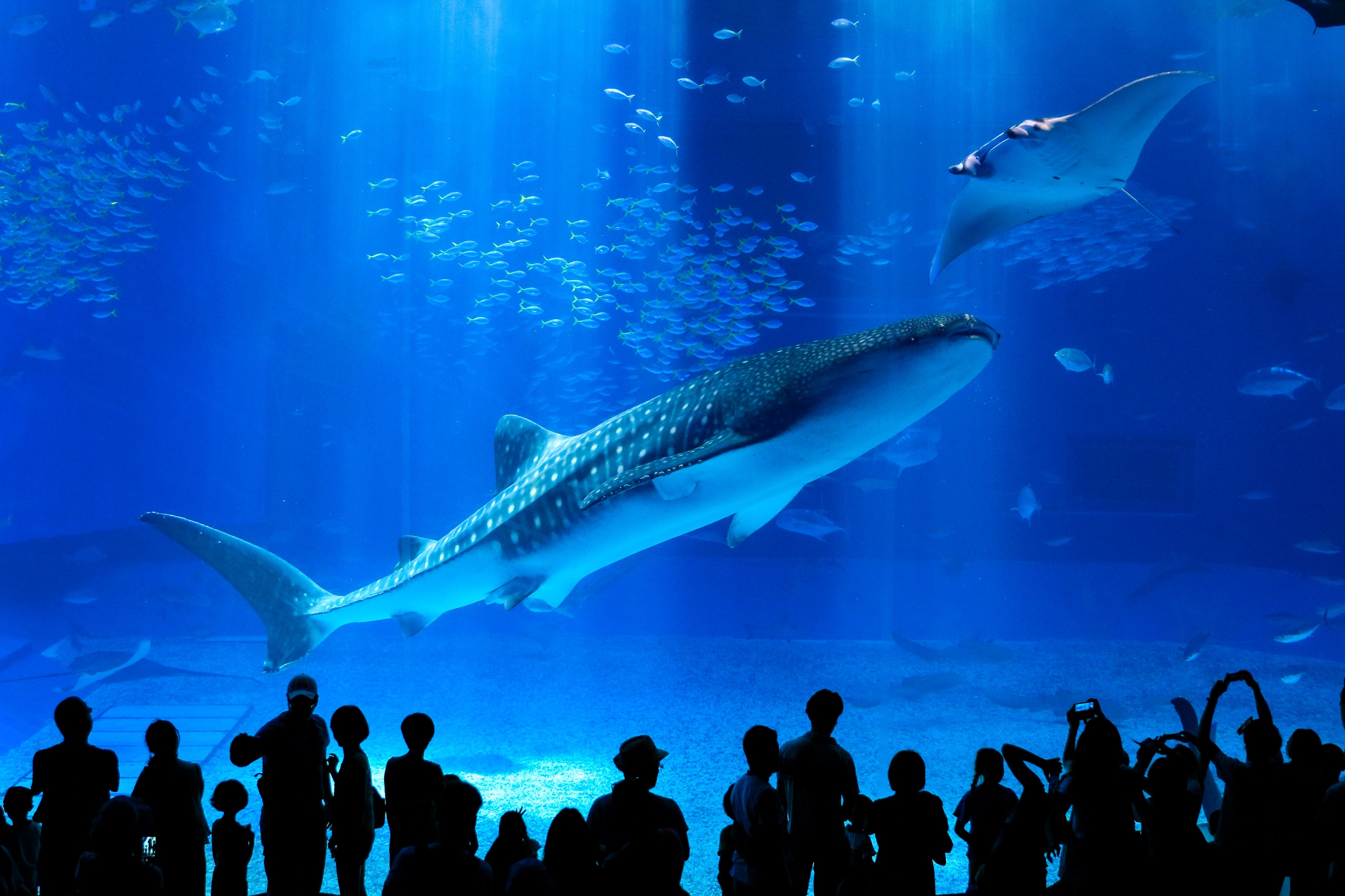 Okinawa met kinderen – Kitsune Travel Churaumi Aquarium Okinawa