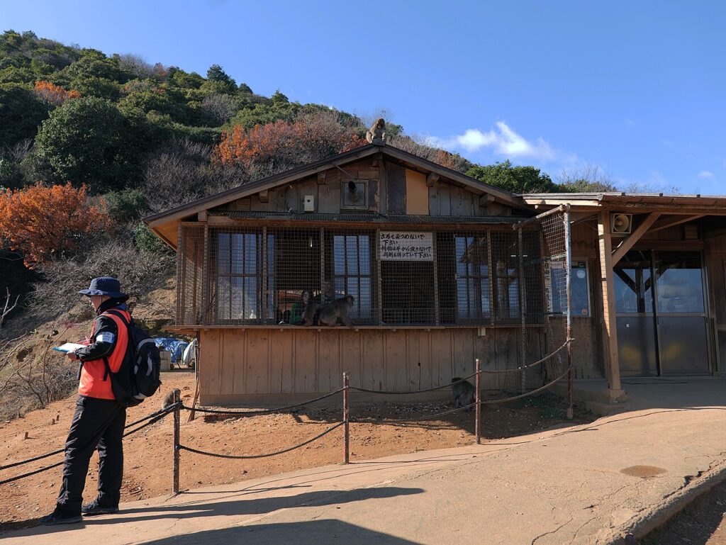 Een makaak in Iwatayama Monkey Park in Arashiyama