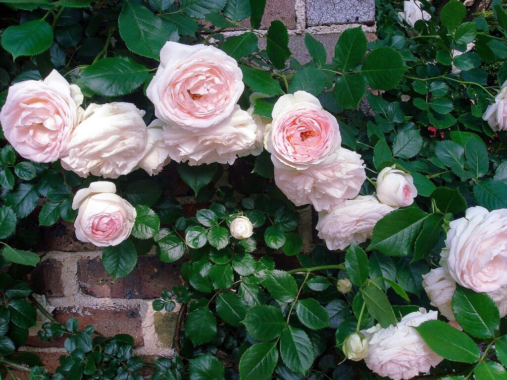 Roze rozen in Nakanoshima Park in Osaka