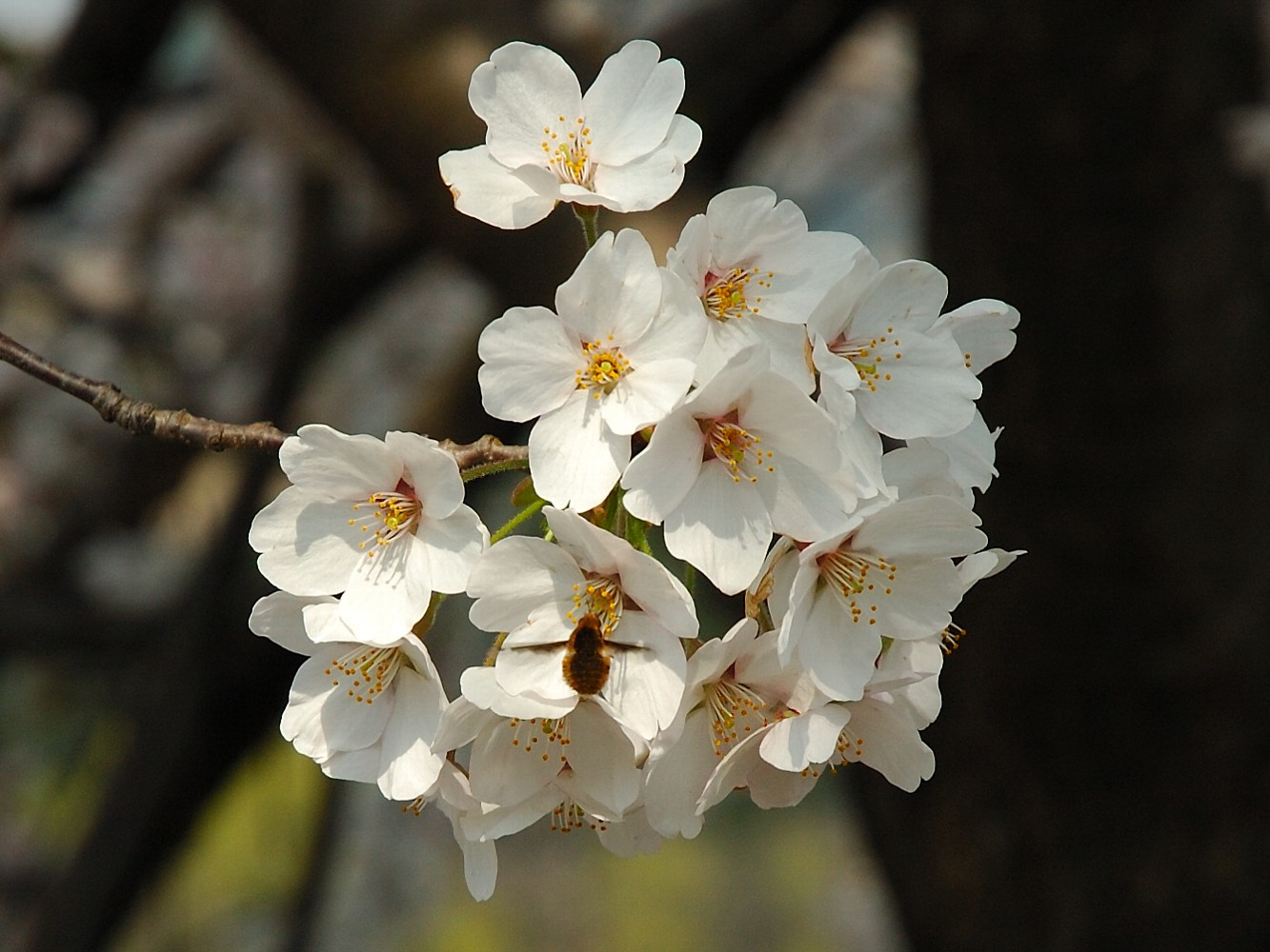 Japanese Cherry